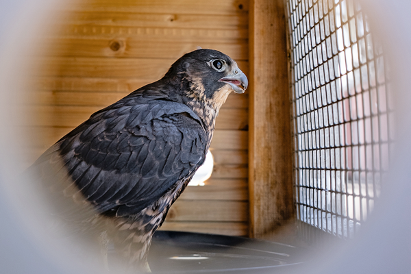 Bratislavske mestske casti kupili sokoly proti holubom