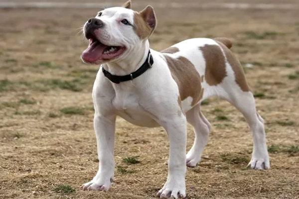 Chyt ju majitel dal pitbullovi povel