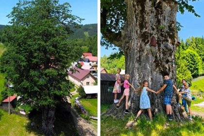 Zazil Habsburgovcov aj Mariu Tereziu na Kysuciach