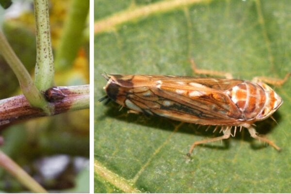 Cikady zo Severnej Ameriky poskodzuju slovenske vinice