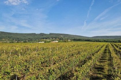 Do vinarstiev vo Vinici prudili miliony z PPA