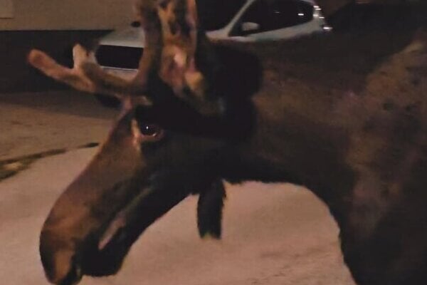 Los Emil navstivil aj Slovensko video ukazala Skalica