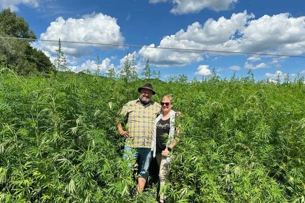 Znucene uzemia nad banami obnovia konopne polia