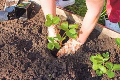 Do polovice septembra mozeme este vysadzat jahody
