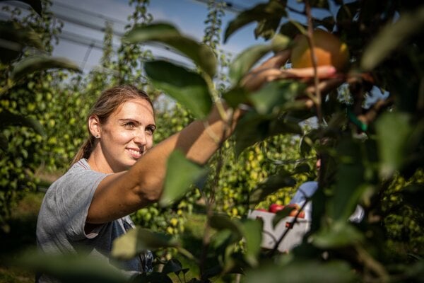 Jahodove sialenstvo starucky sad v Bytci a cibula zo Svedernika