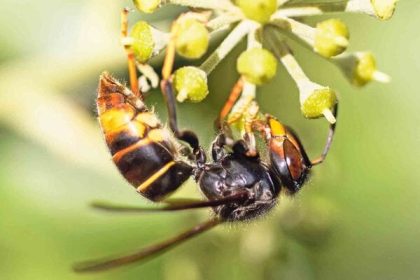 Srsna azijskeho uz mozete nahlasit cez aplikaciu