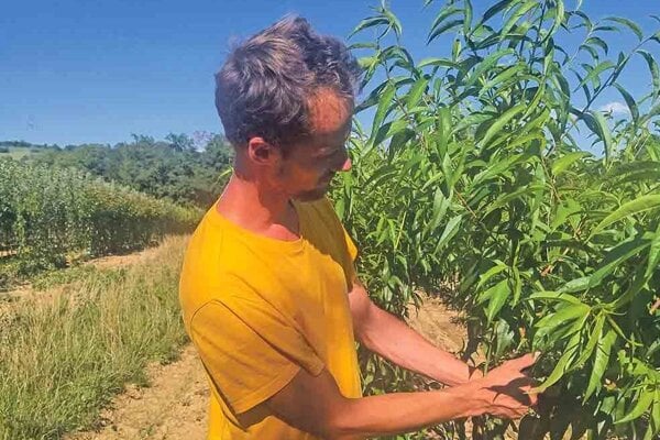 Ako si vypestovat rodiacu broskynu kazdy rok