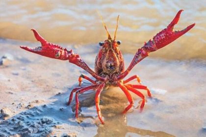 Rak bol symbolom cistej vody dnes uz to neplati