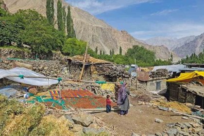 Spoznajte marhule so sladkym jadrom