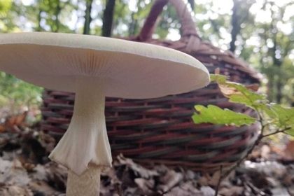 V Partizanskom sa otravili styria hubari