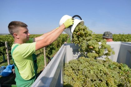 Vinohrady suzuje mucnatka peronospora a choroby