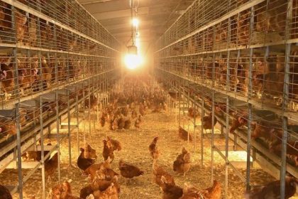 Pre vyskyt vtacej chripky likviduju v Cesku 70 tisic hydiny