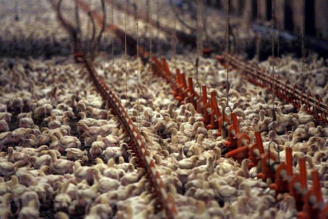 Slovenski hydinari zasobuju trh pred Vianocami bez obmedzeni