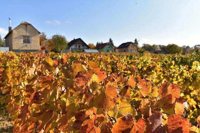 Vinarom nici urodu choroba PS vyzyva vladu na kompenzacie