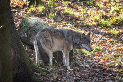 Nemecka vlada schvalila zakon o pravidelnom love vlkov