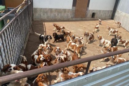 Policia vykonala doteraz najvacsi zasah proti psom