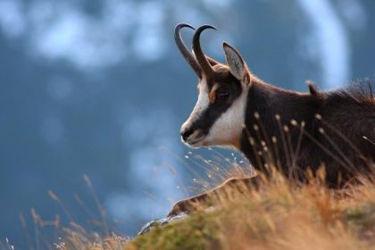 V Tatrach ho lovil aj Fidel Castro Kamziky sa mozu znova stat obetou politiky