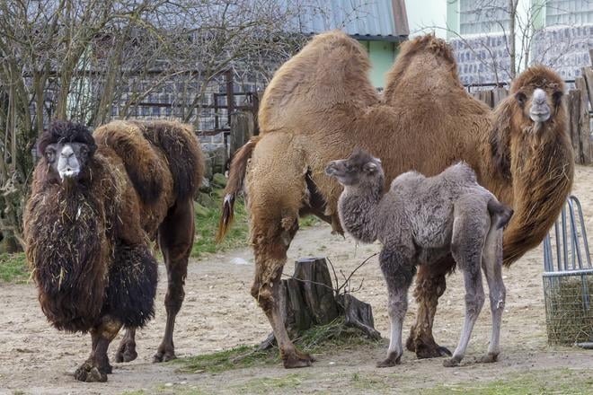 Zvierata v ZOO na Stedry den darceky nedostavaju