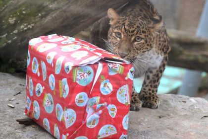 Zvierata v kosickej zoo dostali vianocne darceky