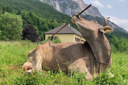 Inteligenciu krav sme zrejme podcenili Krava Veronika sa naucila pouzivat nastroj ktorym si skrabe telo