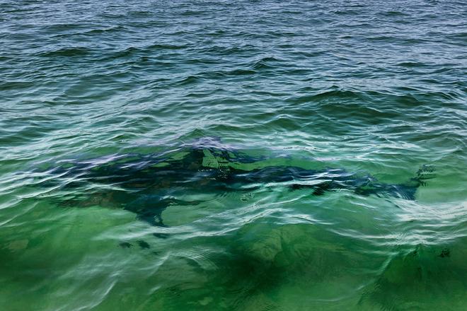 Po utoku zraloka v Brazilii prisiel o zivot trinastrocny chlapec