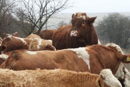Farmari mozu elektronicky ziadat o platbu na hospodarske zvierata