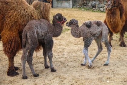 V bratislavskej ZOO sa narodili tri mladata tavy dvojhrbej