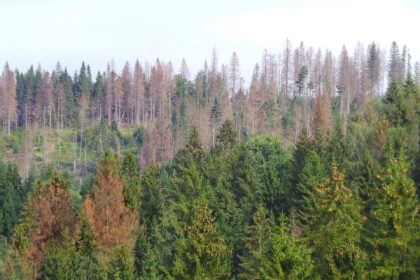 Vedci SAV hladaju populacie smreka schopne prispobit sa klimatickej zmene