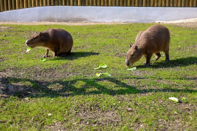 bratislavska zoo otvara novu sezonu celodenny program bude venovany kapybaram