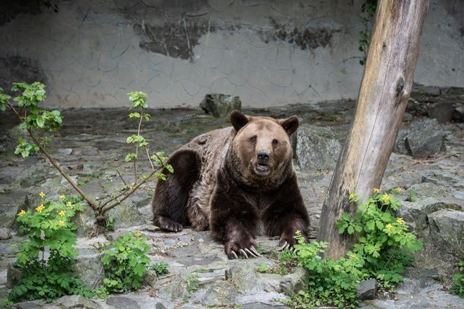 bratislavska ZOO prisla o svoju ikonu medveda felixa museli usmrtit