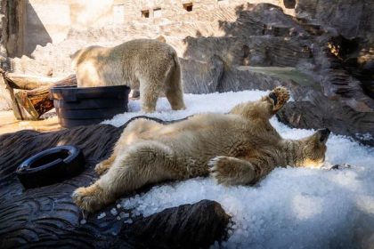 Ladove medvede v prazskej zoo obdrzali takmer tri tony ladu