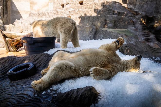 Ladove medvede v prazskej zoo obdrzali takmer tri tony ladu