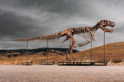 Zapojilo sa sedem zaujmcov Kostra Tyranosaura rex prekonala aukcny rekord