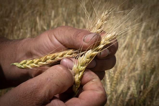 Globalne ceny potravin vzrastli v juli najviac za posledne tri a pol roka