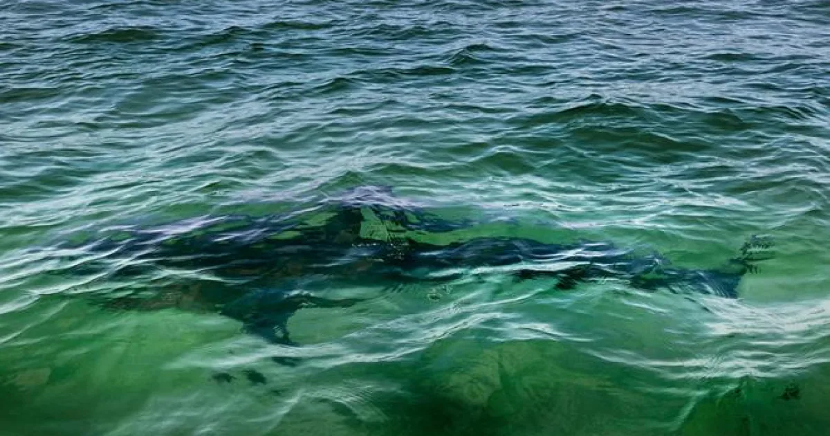 Do juhokórejského Pusanu zavítal vzácny žralok, prišli ho obdivovať tisíce ľudí