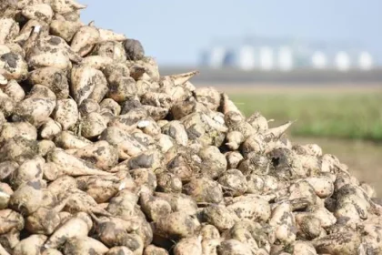 Najväčší európsky producent cukru zlepšil výhľad na celý obchodný rok