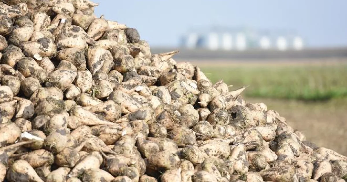 Najväčší európsky producent cukru zlepšil výhľad na celý obchodný rok