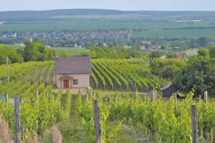 Oplatí sa ešte pestovať hrozno? Sme jediní bez pomoci, sťažujú sa vinári. Úroda klesla