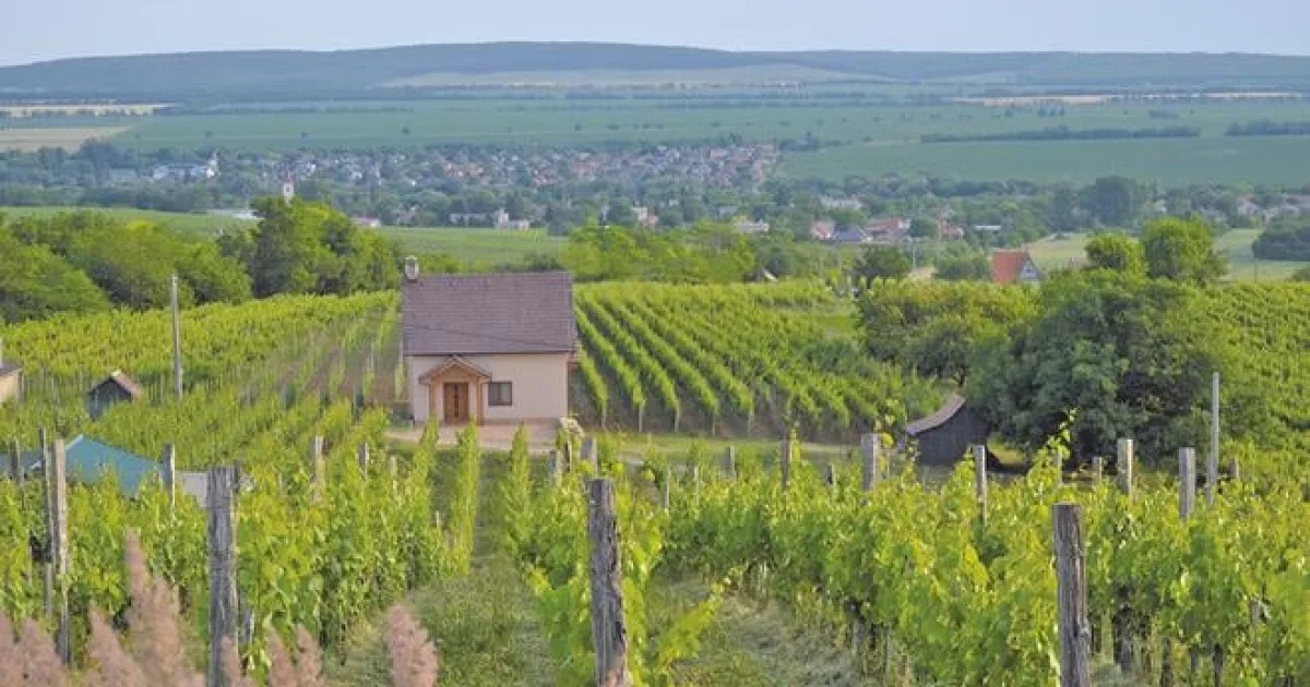 Oplatí sa ešte pestovať hrozno? Sme jediní bez pomoci, sťažujú sa vinári. Úroda klesla