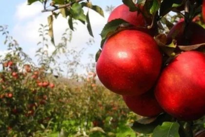 Pestovatelia ovocia a zeleniny v EÚ: veľkí obchodníci a zložité pravidlá