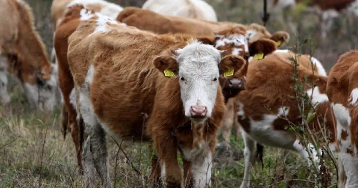 Sucho preniká z polí do maštalí. Farmári predávajú zvieratá, bude to aj na pultoch
