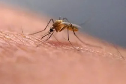 Holandsko potvrdilo štyri ďalšie obete západonílskej horúčky