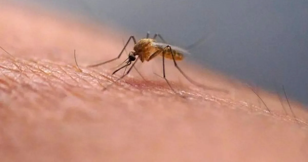 Holandsko potvrdilo štyri ďalšie obete západonílskej horúčky