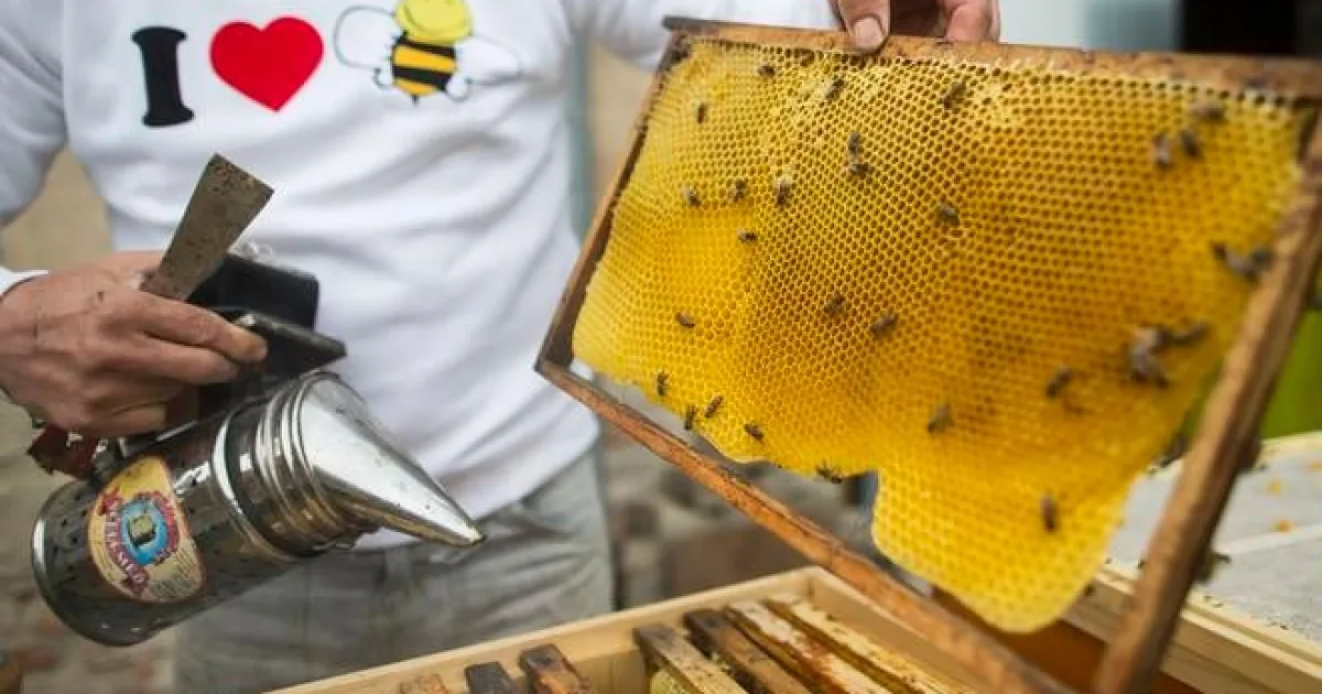 Na streche banky žije 200-tisíc včiel. Mestský med môže byť kvalitnejší