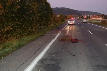 Škody po zrážke so zverou rastú vodičom aj poisťovniam