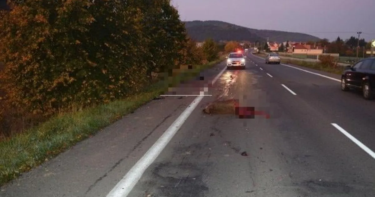 Škody po zrážke so zverou rastú vodičom aj poisťovniam