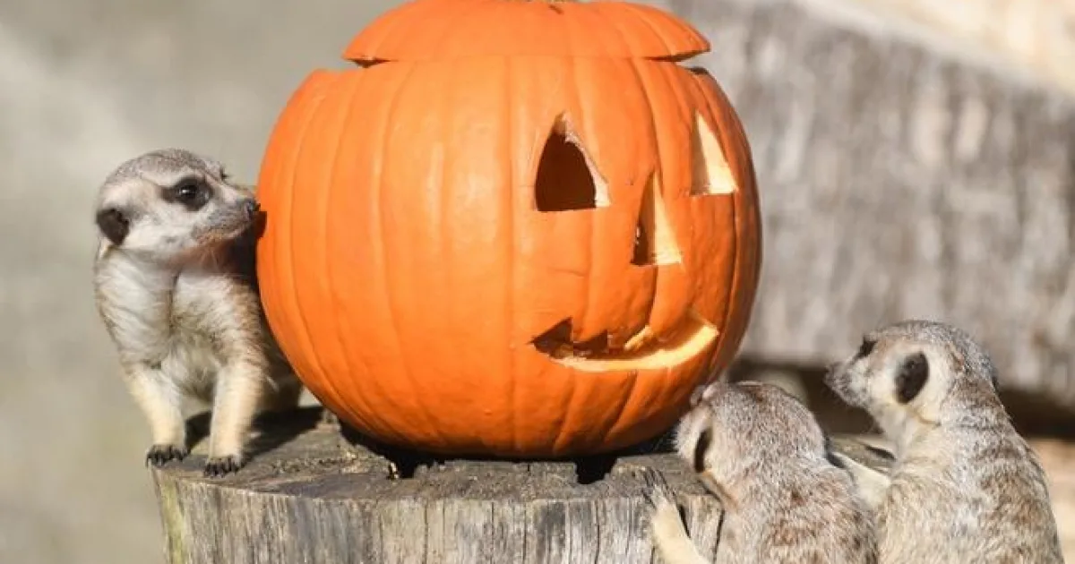 Slováci objavili čaro halloweenskych tekvíc, farmárom úrodu komplikuje počasie