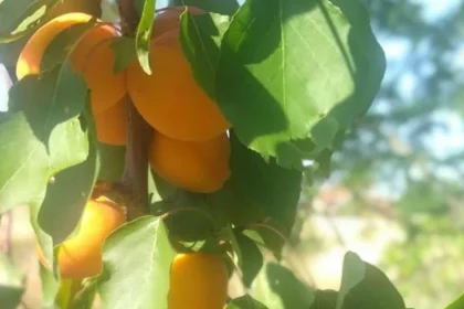 Táto odroda marhúľ dopadla v našich pokusoch najlepšie