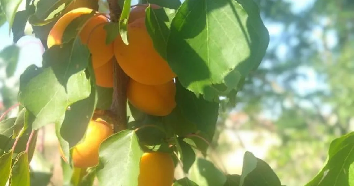 Táto odroda marhúľ dopadla v našich pokusoch najlepšie